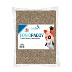 Foniopaddy Fortebird